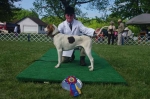 Penn-Marydel Foxhound Champion